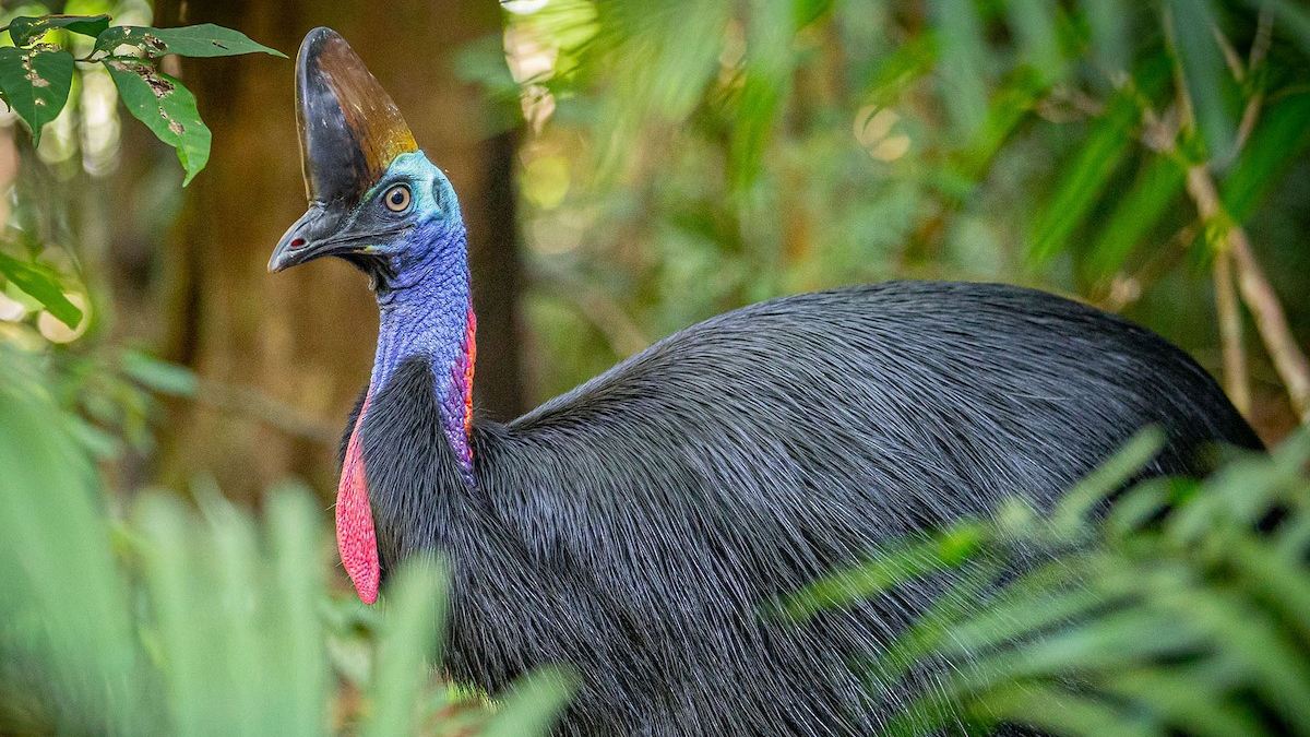 Cassowary 