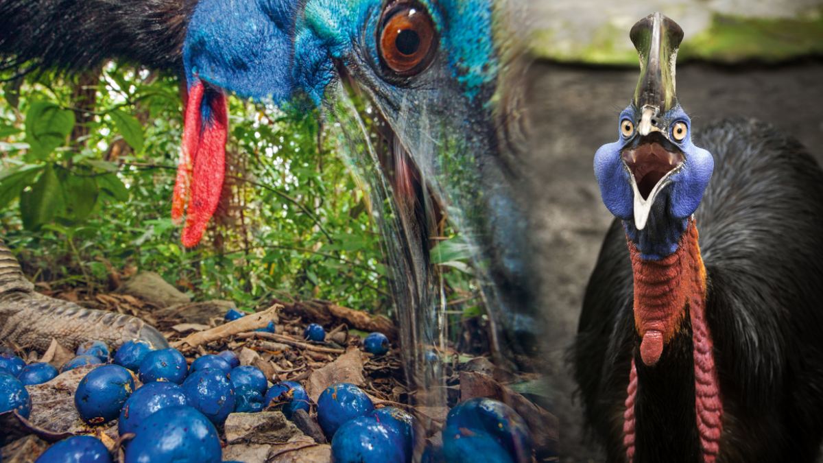 Cassowary 