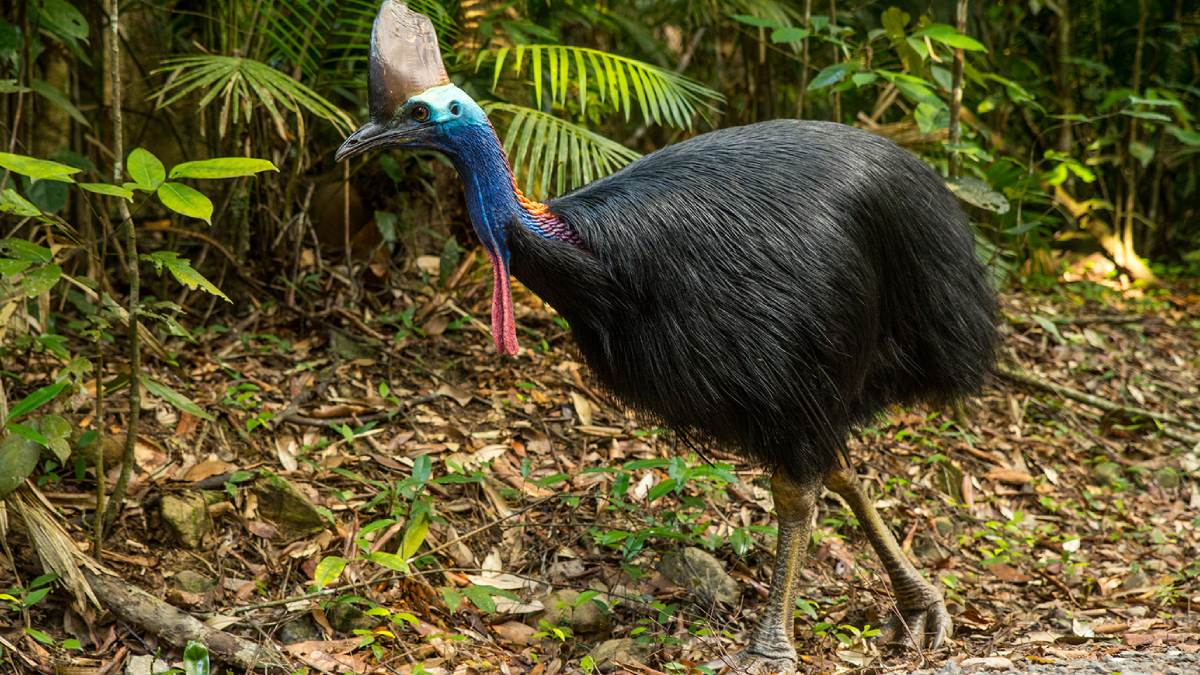 Cassowary 