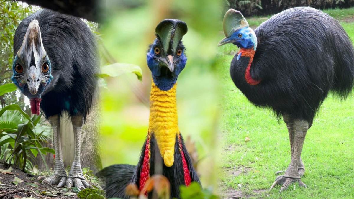 Cassowary