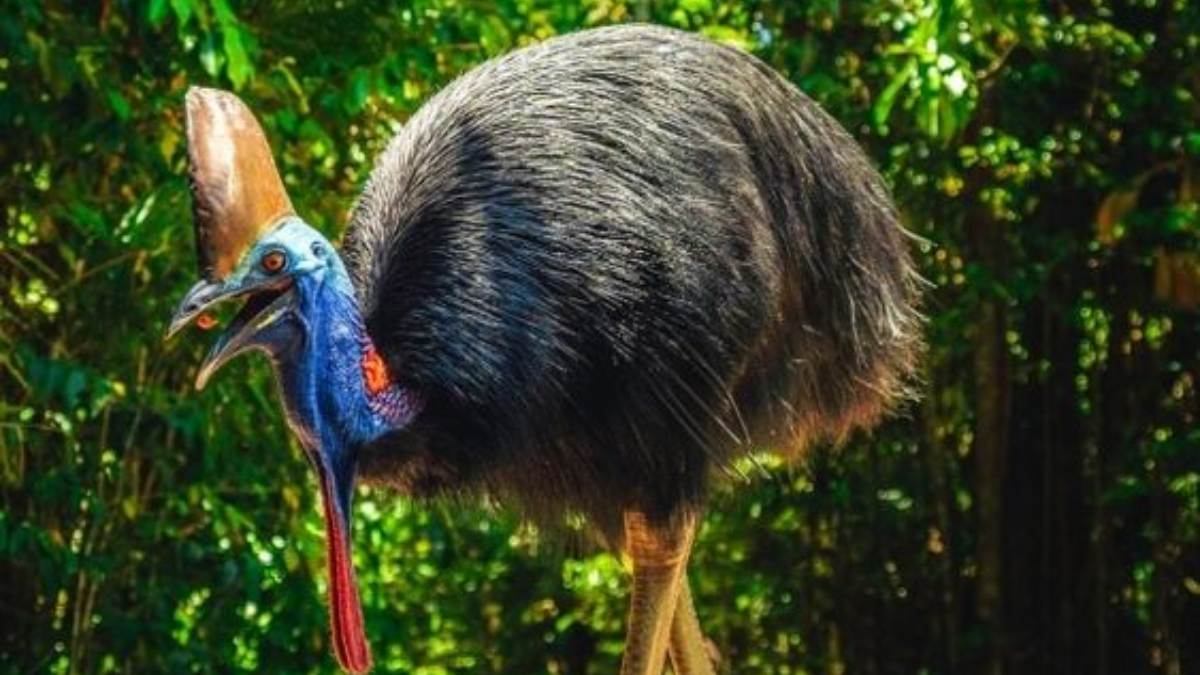 Cassowary 