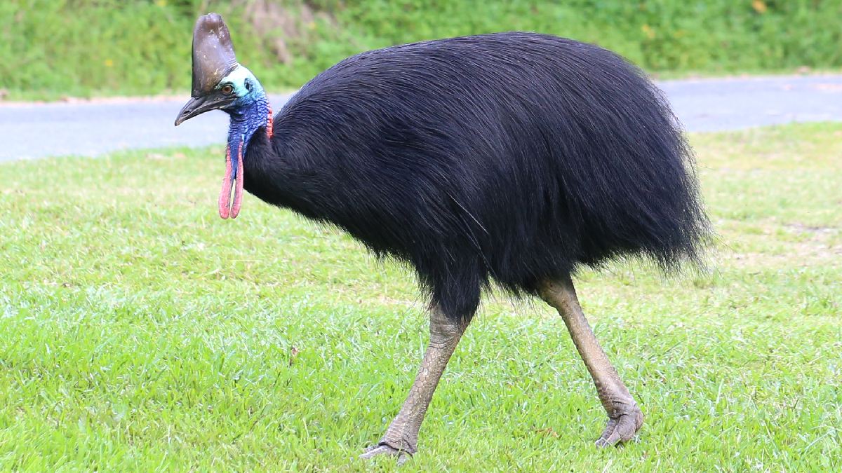 Cassowary