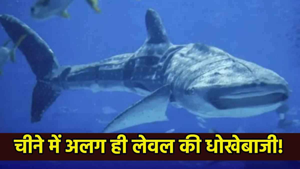 ओह भाई! चीनी लोगों के साथ अलग ही लेवल का धोखा, व्हेल देखने पहुंचे लोग रह गए दंग