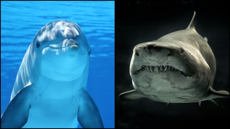 Dolphin And Shark