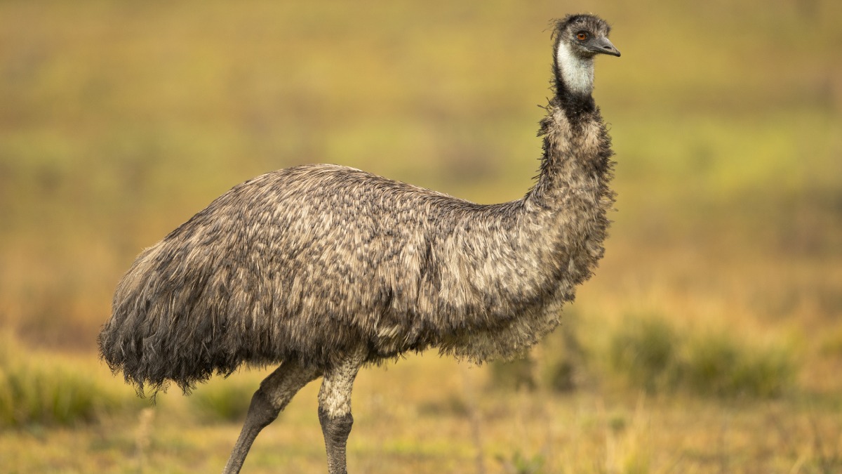 Emu