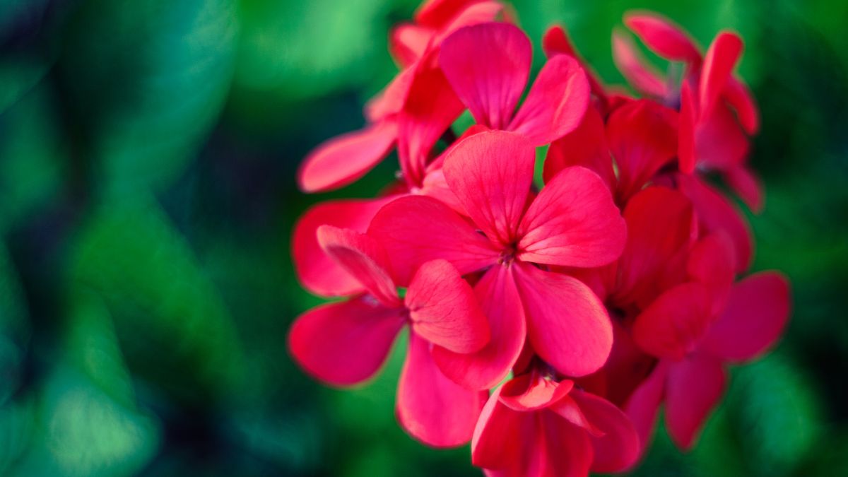 Geranium