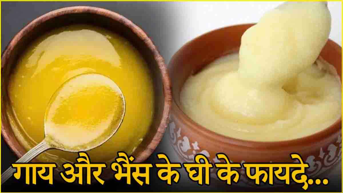 Ghee Benefits: गाय या भैस का घी? कौन सा आपकी सेहत के लिए फायदेमंद