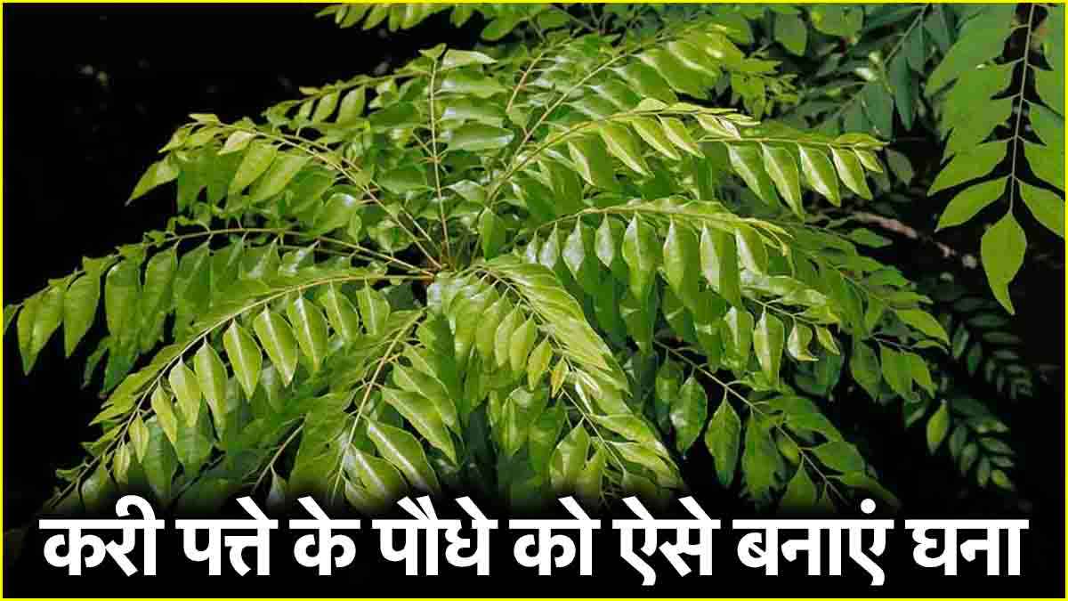 Curry Plant: करी पत्ते के पौधे को बनाना चाहते हैं घना? अपनाएं ये गार्डनिंग टिप्स