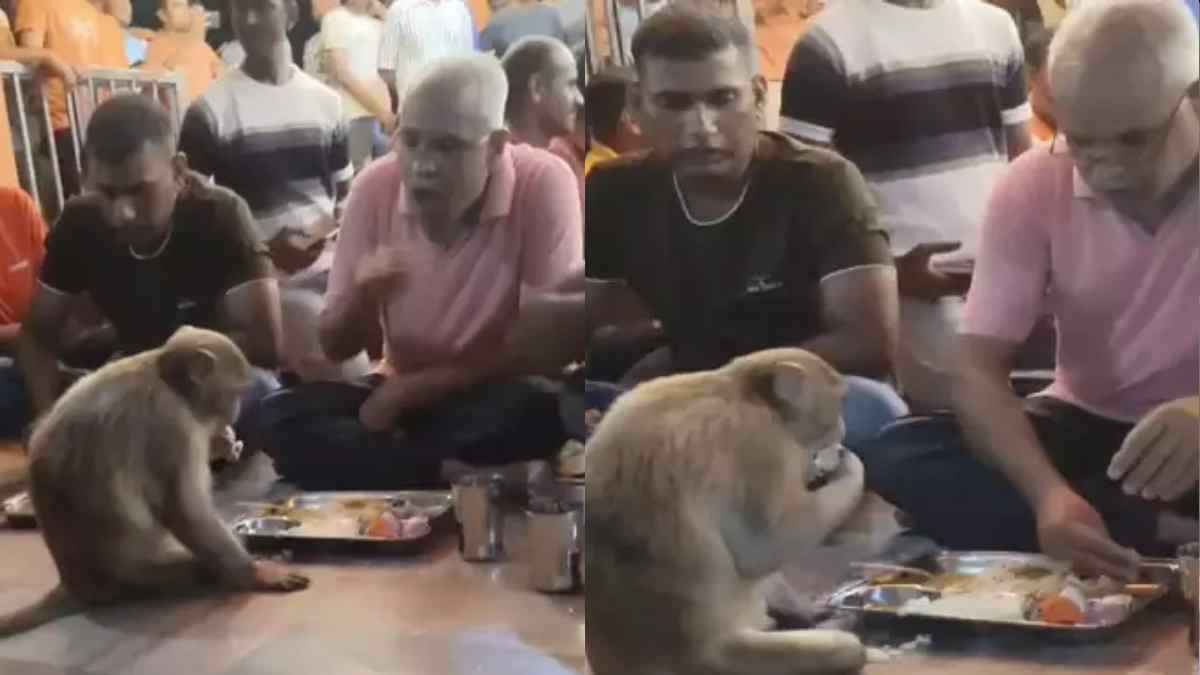 Monkey Bhandara viral Vieo