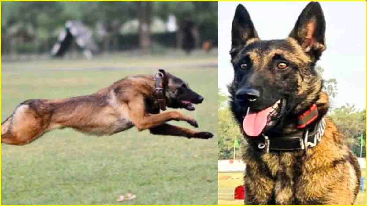 Indian Army Dog Phantom Martyred