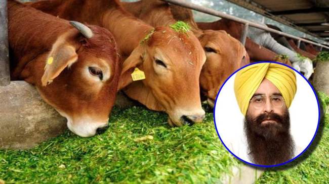 Punjab Animals Vaccination Campaign Punjab Animals Vaccination Campaign