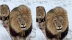 Rare snowstorm Africa, Africa lions enjoying snow, viral videos