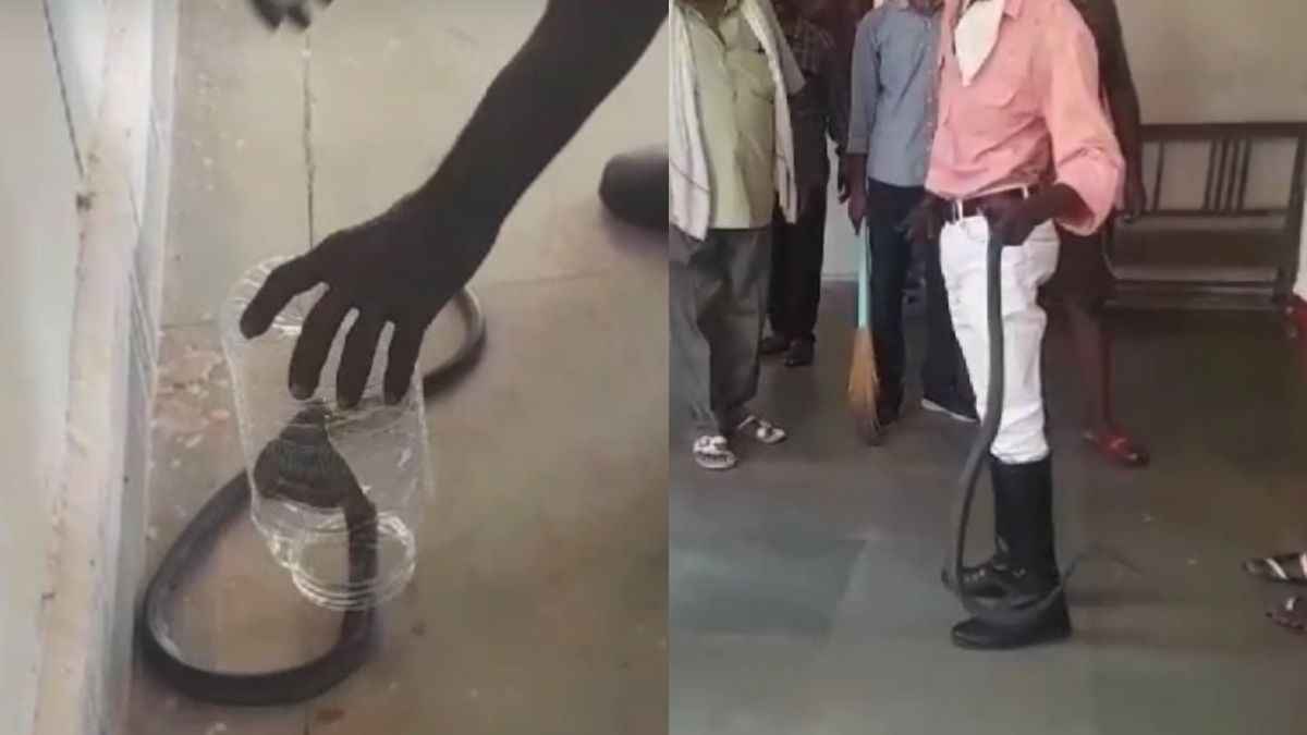 Video : जब नागिन पहुंची सरकारी दफ्तर, भाग खड़े हुए अधिकारी; ऐसे किया गया रेस्क्यू