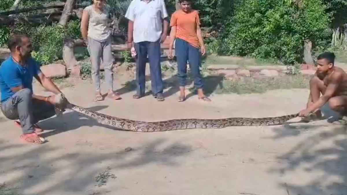 ताजमहल के पास निकला बड़ा अजगर, डर कर भागे लोग; वन विभाग की टीम ने दिया 'गच्चा'