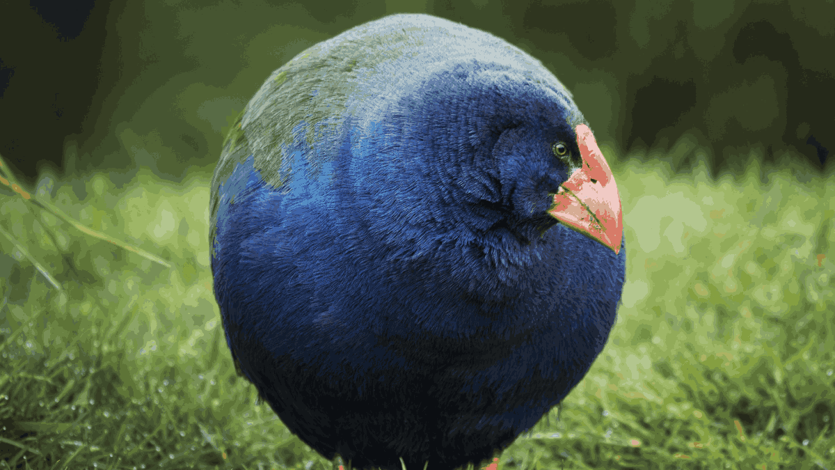 Takahe