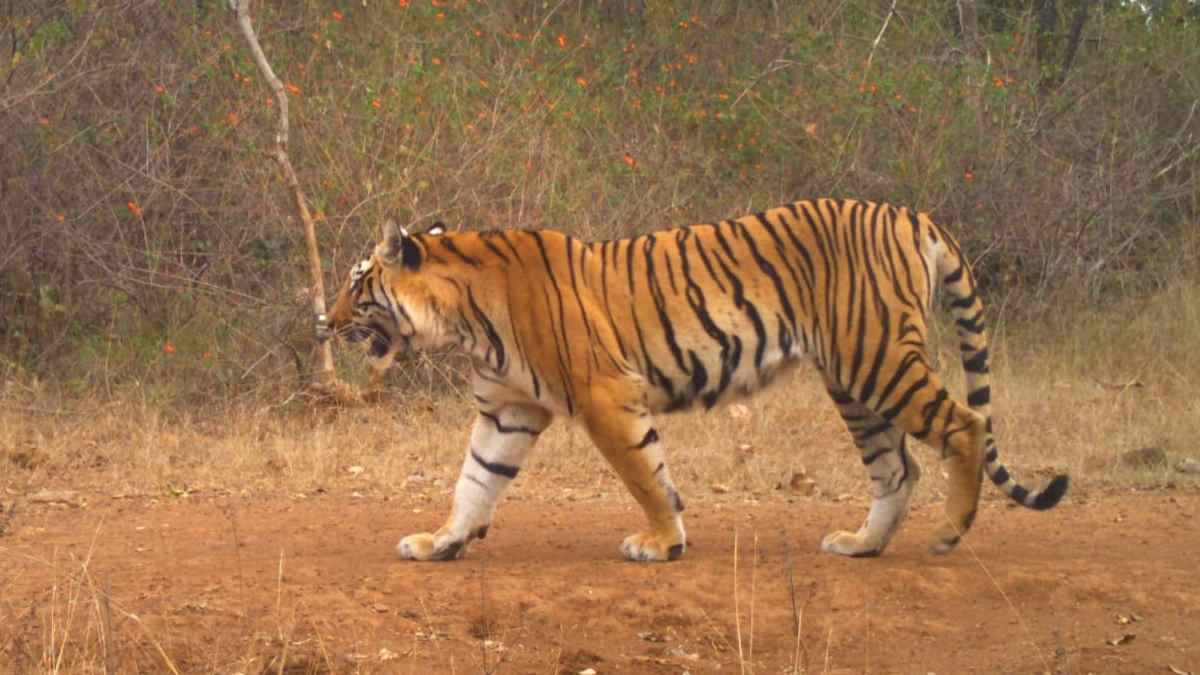 2 साल, 400 किलोमीटर का सफर; MP से चलकर छत्तीसगढ़ के इस टाइगर रिजर्व में पहुंची ये बाघिन