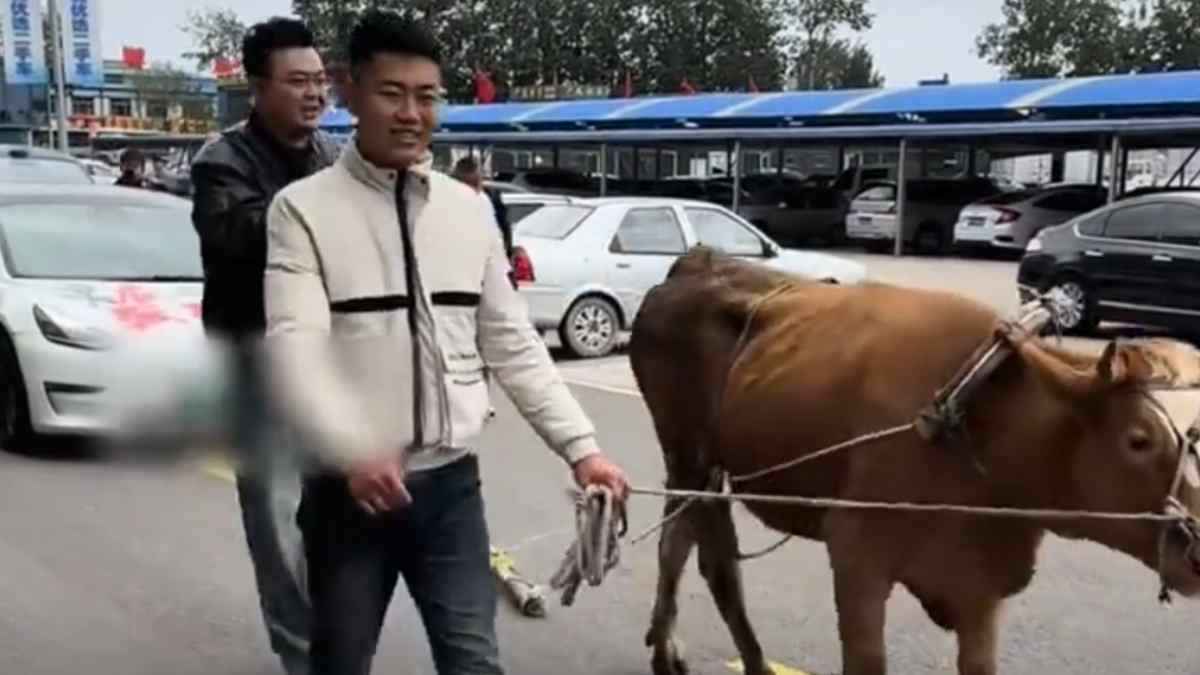 Tesla Car Video