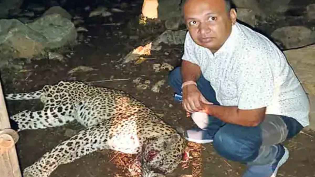 क्या मारा गया आदमखोर? उदयपुर में तेंदुए का किसान पर हमला, लोगों ने पीट-पीट कर की हत्या