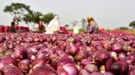 Delhi onion Price