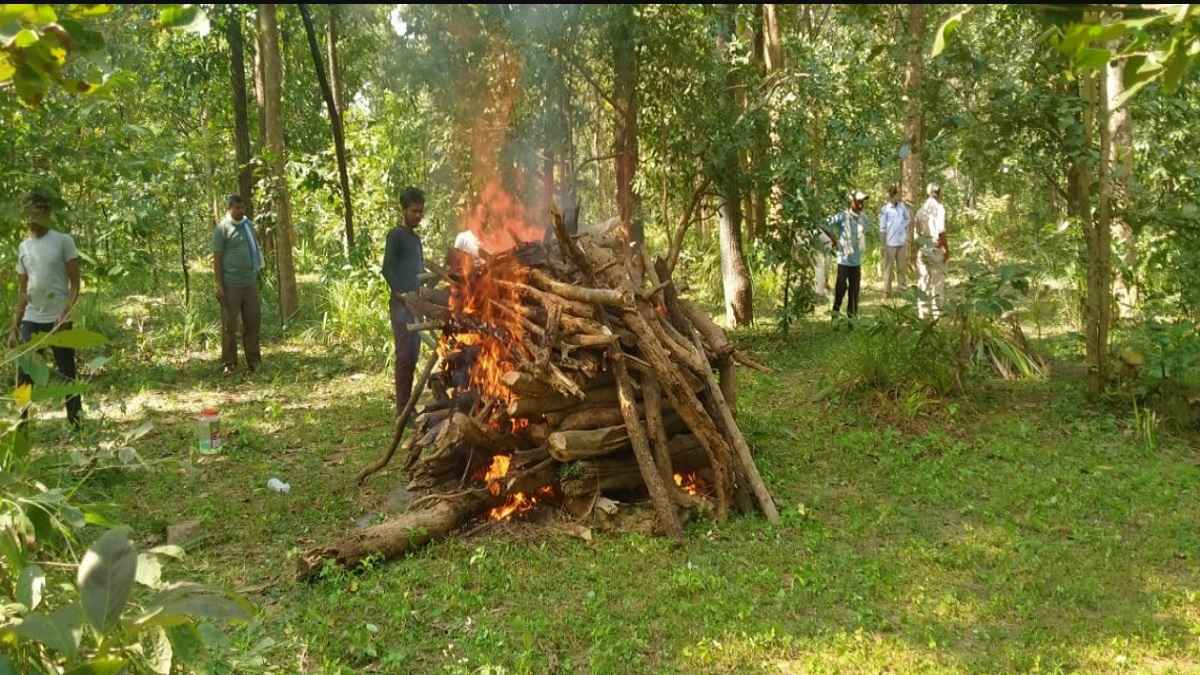जंगली भालू के मुंह में फटा बम, तड़प-तड़प कर मौत