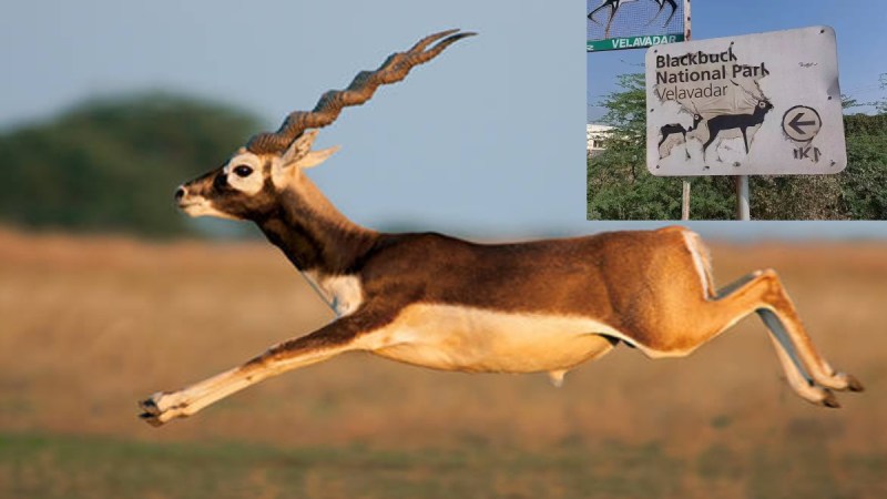 blackbug national park in gujarat