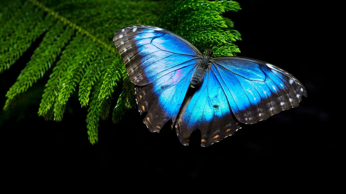 blue butterfly