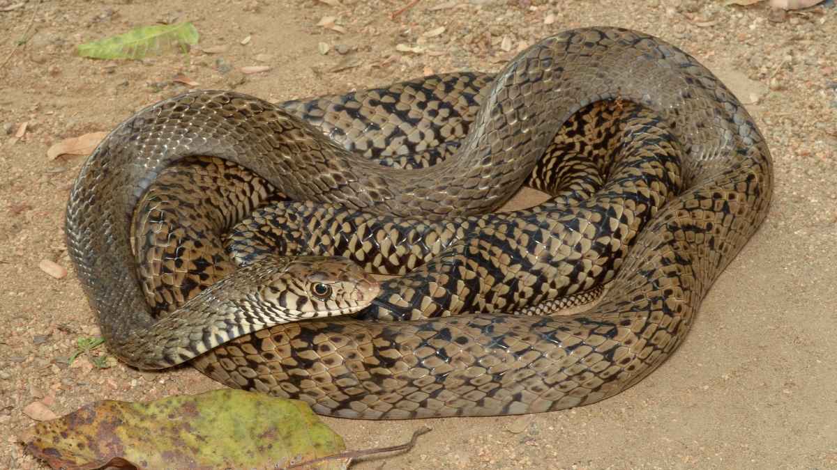 क्या धामिन सांप की पूंछ में होता है जहर? जानें क्या है इसकी सच्चाई