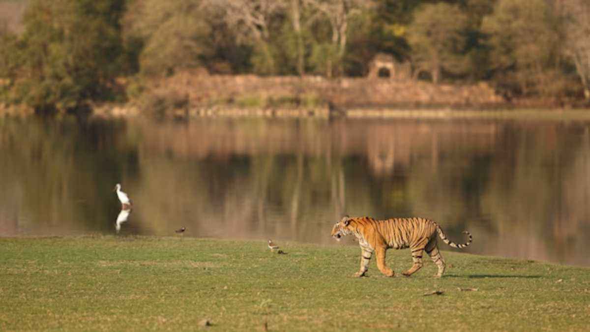 मानसून खत्‍म..अब होंगे टाइगर के दीदार, पर्यटकों के ल‍िए MP में खुल गए ये 6 नेशनल पार्क