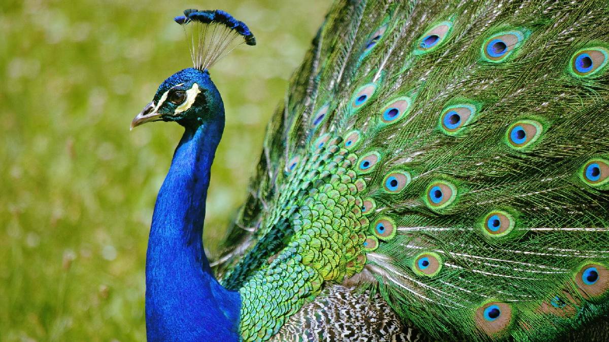 peacock