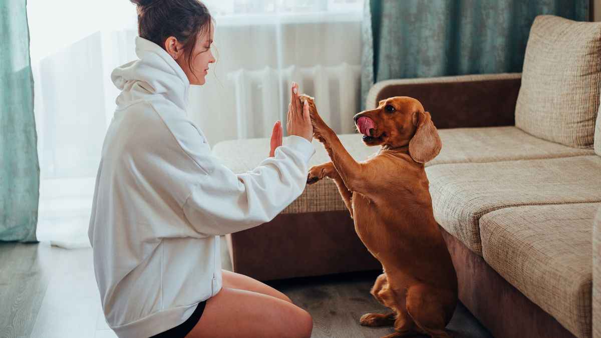 petcare