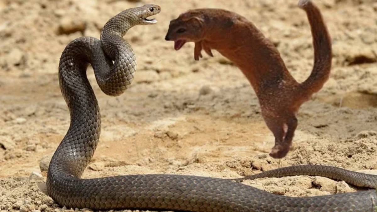 snake mongoose