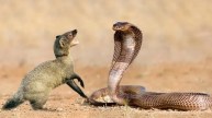 snake mongoose