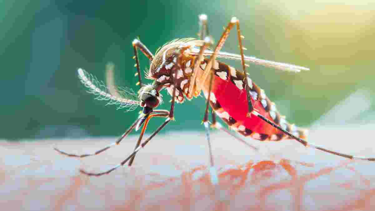 Dengue In Delhi