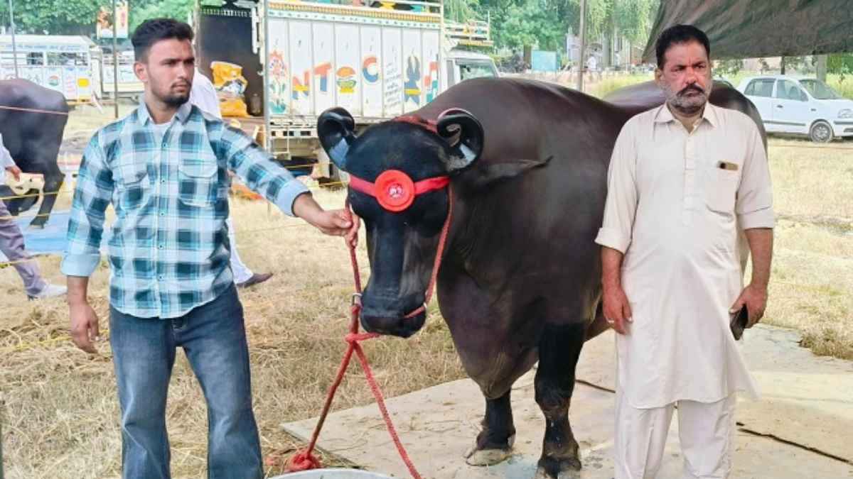 Pushkar Mela 2024: मेले में पहुंचा 23 करोड़ का 'अनमोल भैंसा', देखने के लिए दूरदराज से पहुंच रहे लोग