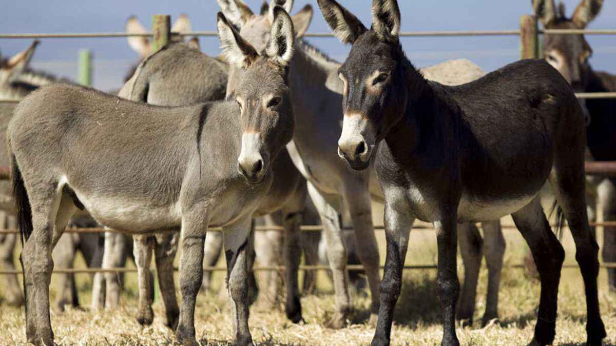 Video: दिवाली पर इस राज्य में 300 साल बाद भी लगता है 'गधा मेला'