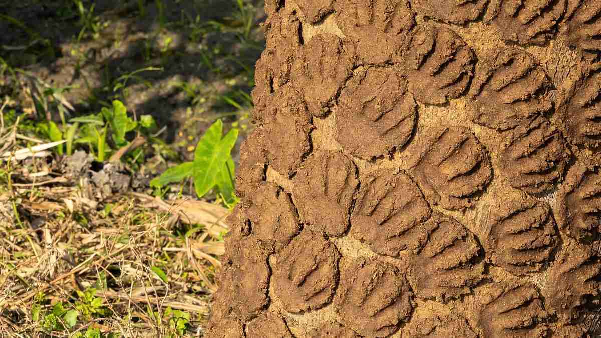 Odisha: गाय के गोबर से अचानक निकलने लगे नोट! पुलिस ने बताई ये सच्चाई