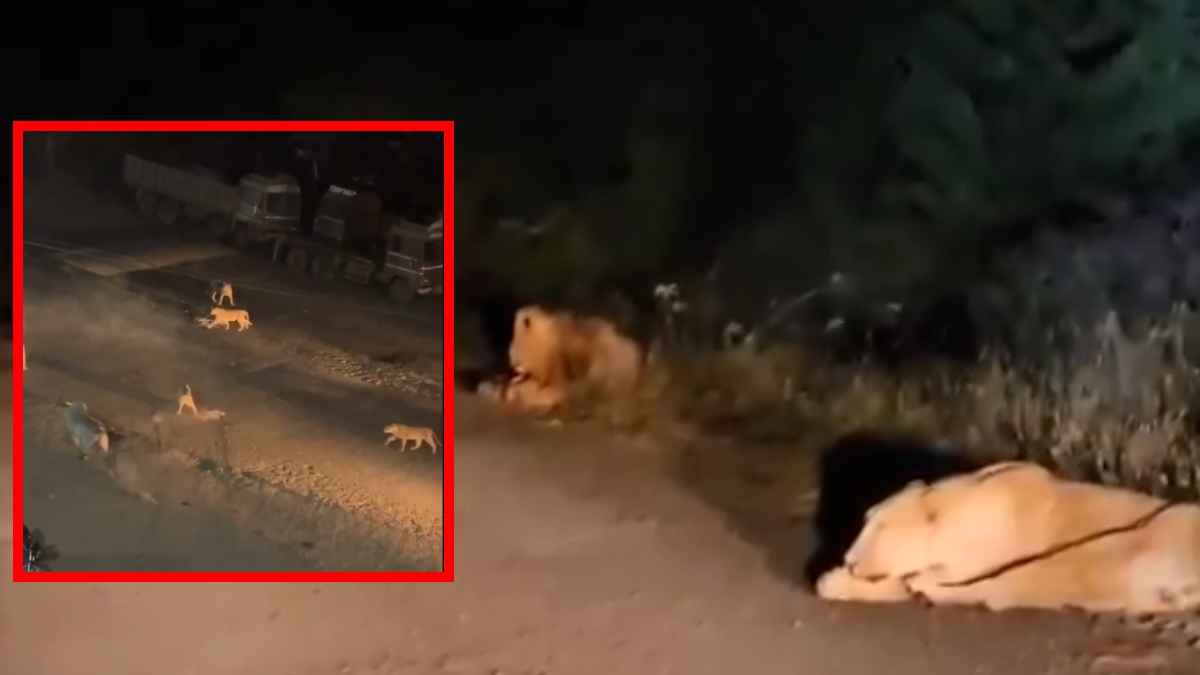 Amerli Lion Viral Video