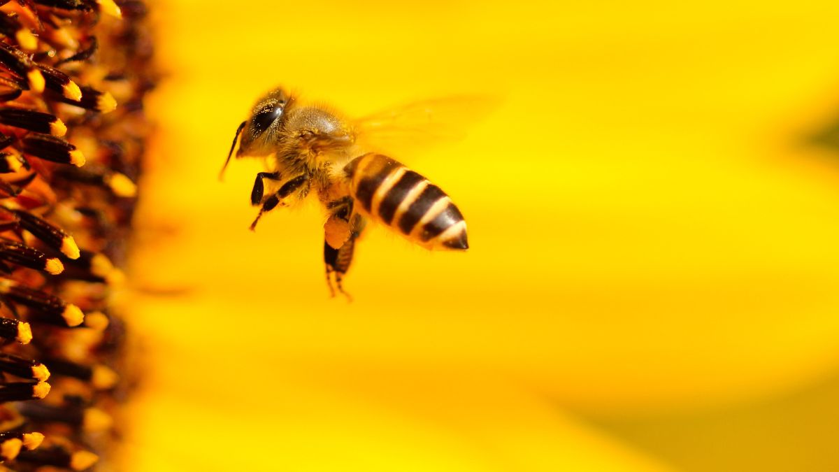 Bee keeping 