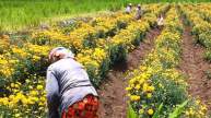 Bihar Flower Cultivation Farmers