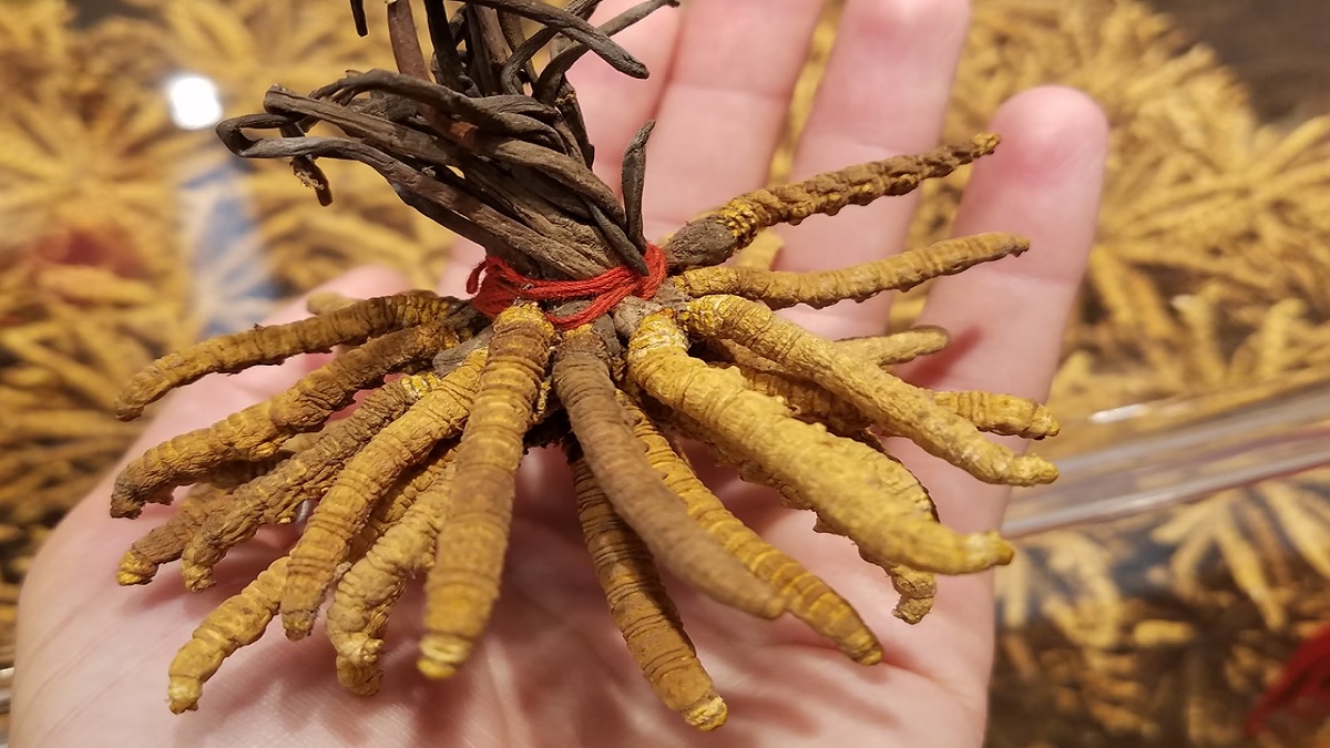 Caterpillar Fungus