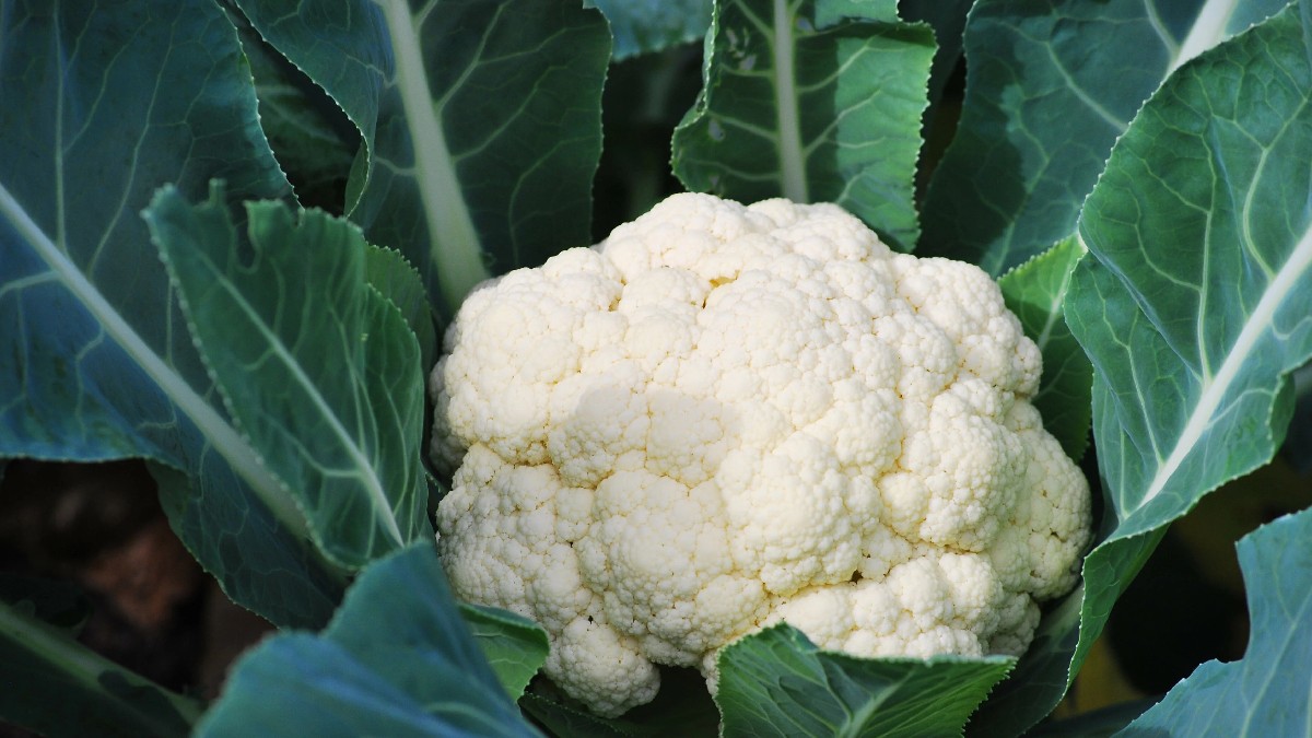 Cauliflower 