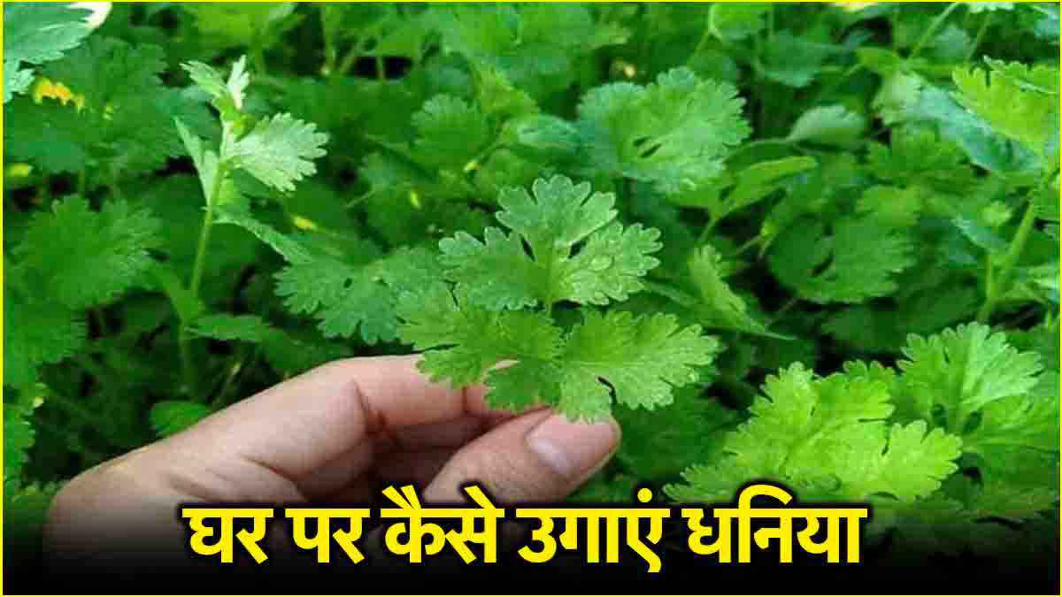 Home Gardening Tips: सस्ते में घर पर उगेगा महंगा हरा धनिया, जानें कमाल की ट्रिक