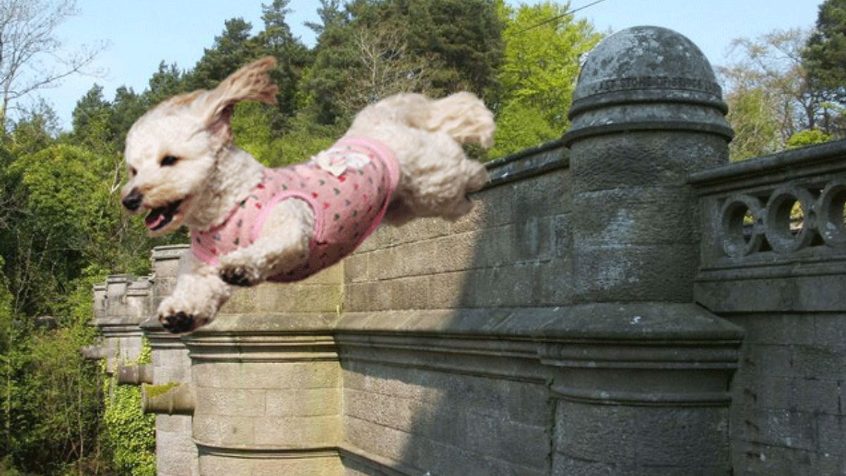 Dog Suicide Bridge 