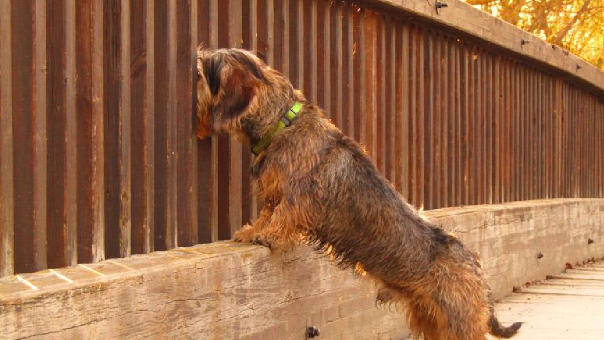 Dog Suicide Bridge 