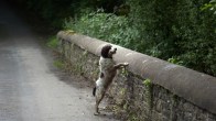 Dog Suicide Bridge