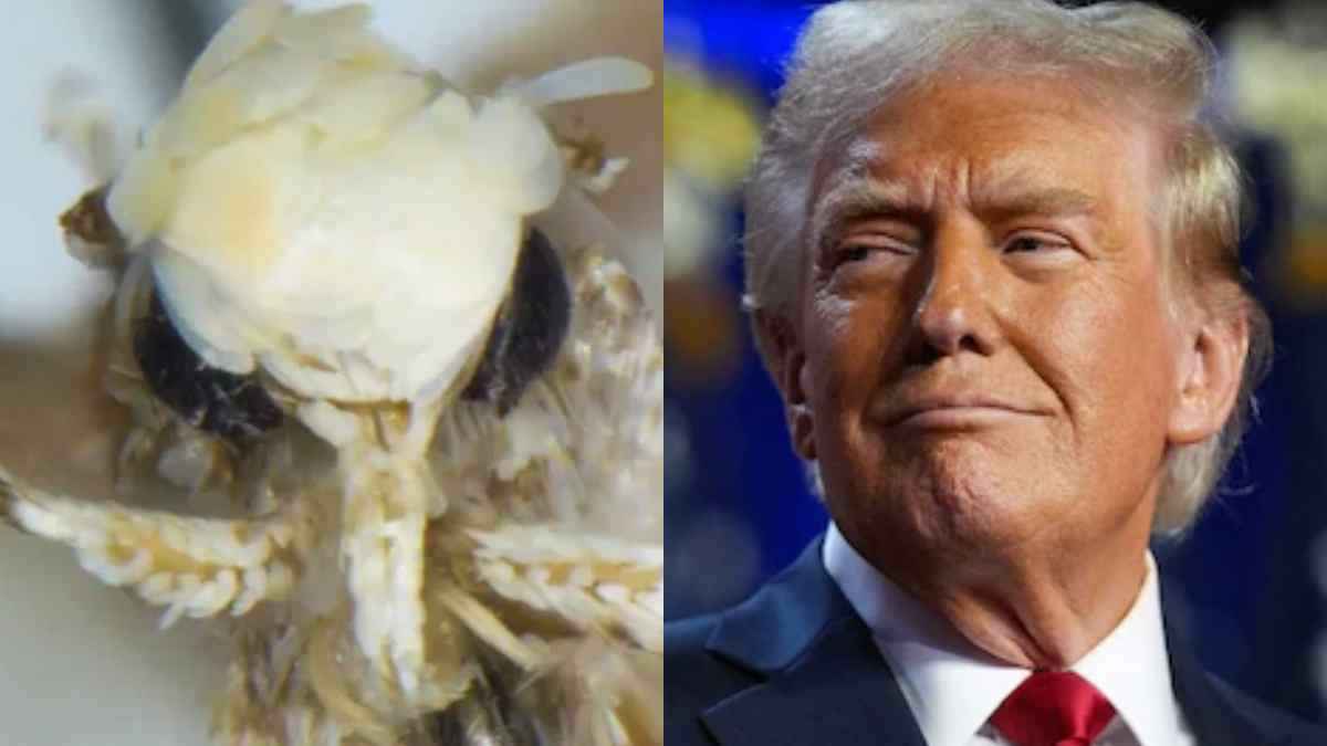 Donald Trump के नाम पर कीड़े का नामकरण क्यों? जानें इसके पीछे की वजह