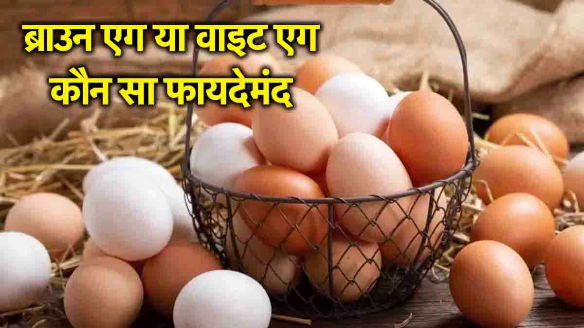 White Vs Brown Eggs में क्या अंतर, भूरे महंगे क्यों, प्रोटीन किसमें ज्यादा, रोज कितने खाएं?