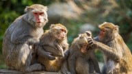 Monkeys Death In Hathras