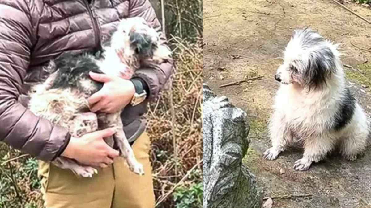 Sick China dog spends 2 years