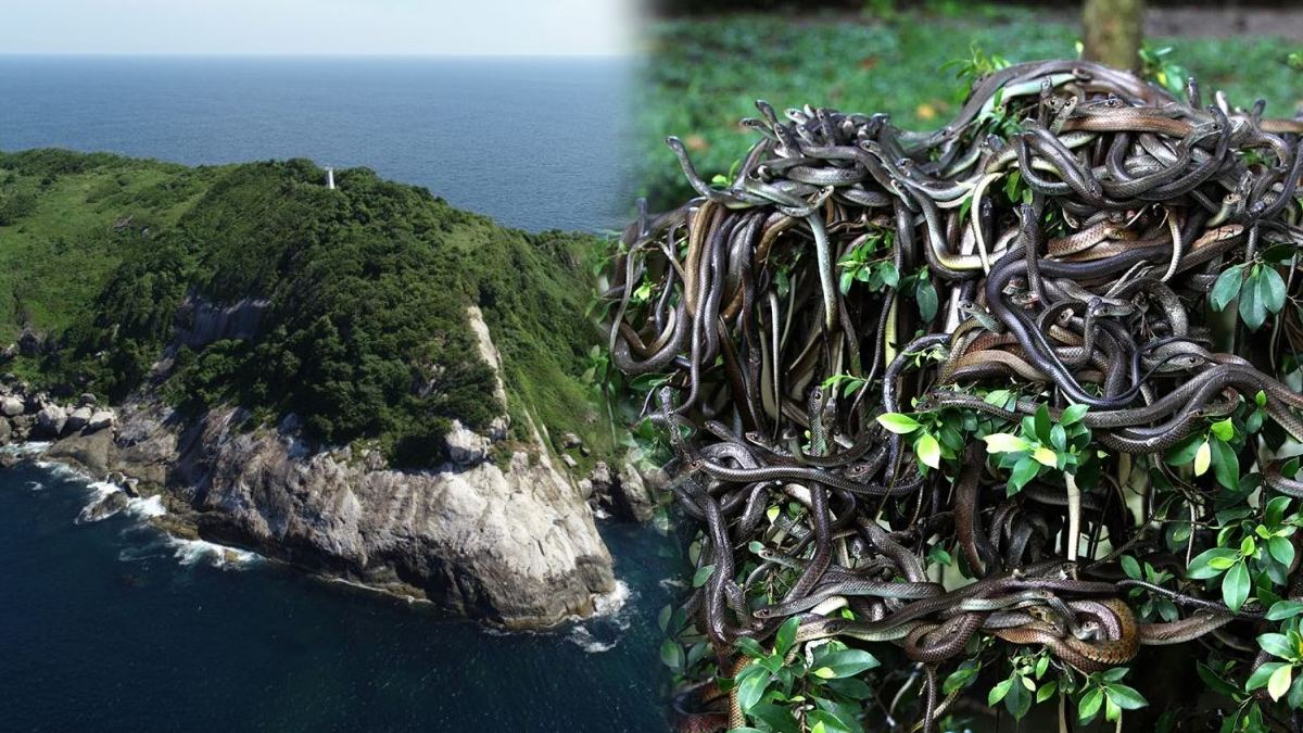 Snake Island 